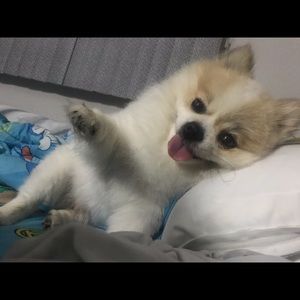 Meet your Posher, Shanglian